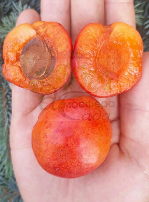 Гібрид Апріум (75% абрикос+25% сливи) абрикос 
