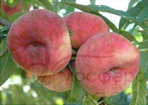 Персик інжирний Світ Кап алича - білом'ясий