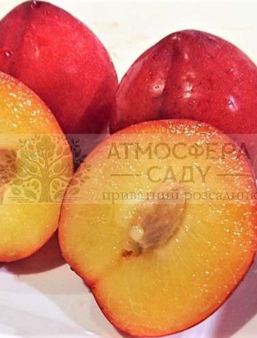 Диплоїдна алича Ойші Вайзе алича 