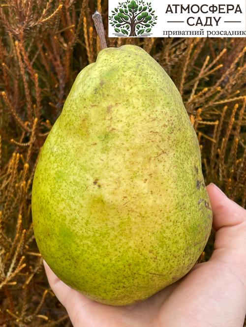 Груша Бланка 
