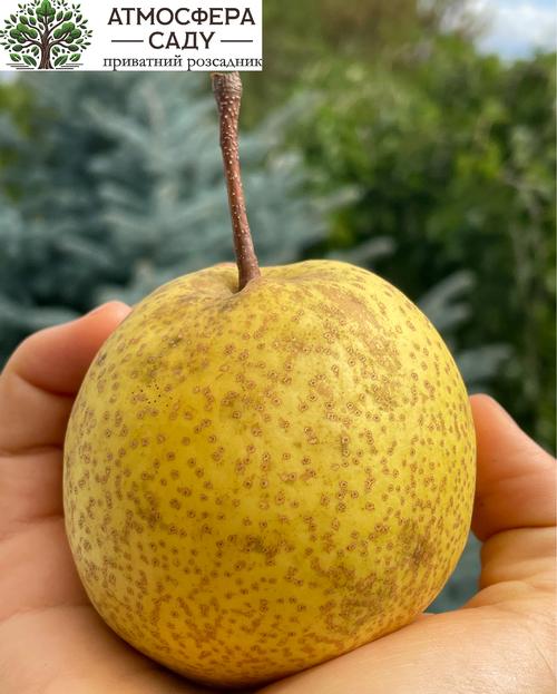 Груша азиатская Олимпик 