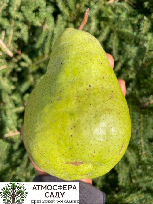 Груша Бланка 