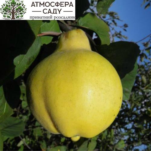 Айва Кримська ароматна S-1 