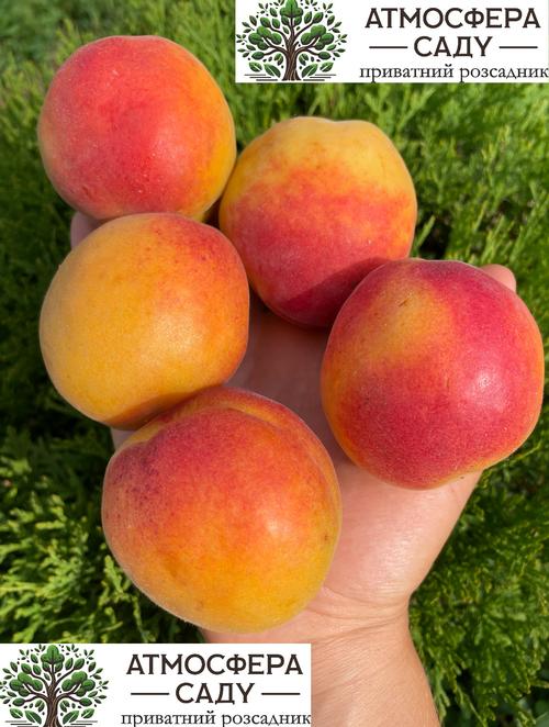 Абрикос Особливий Денисюка Абрикос 