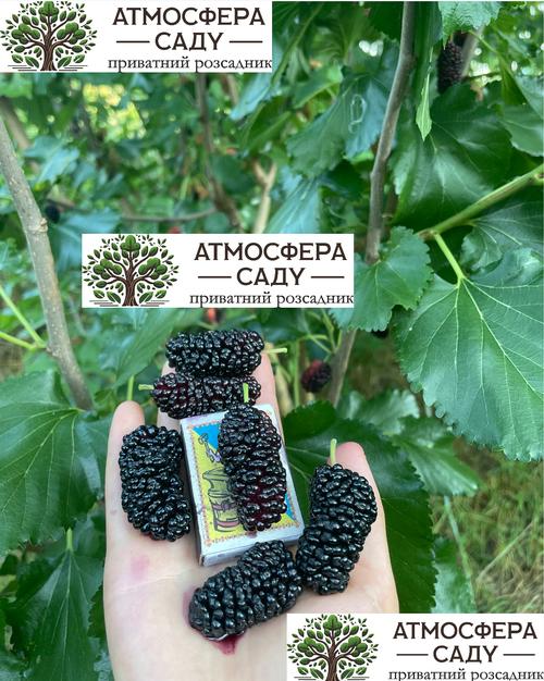 Шовковиця чорна Велетень прищеплена - до 5 см