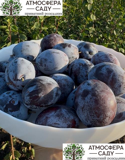 Слива Карпатия 