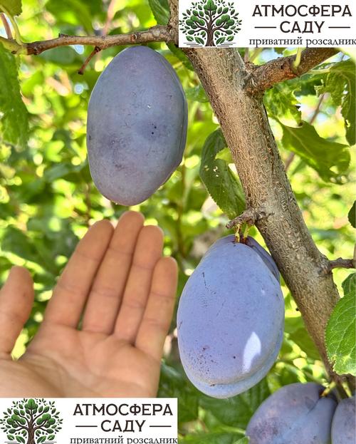 Слива Фіделіа алича 