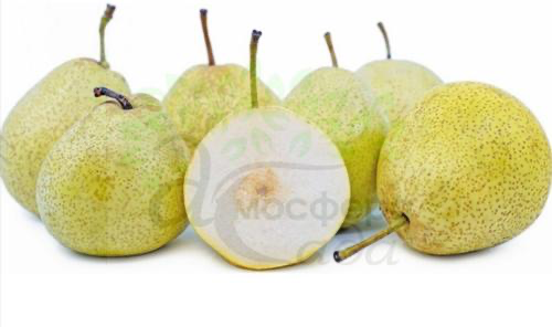 Груша азиатская Шен Ли 