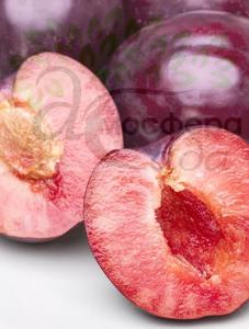 Плумкот Апрісалі - 50% абрикоси і 50% диплоїдної сливи на осінь 2024
