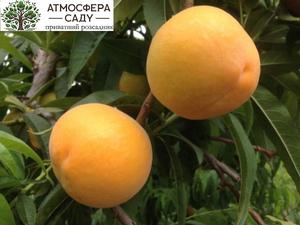Перкоче Кінка 