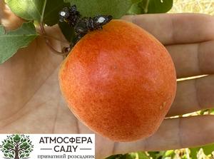 Абрикоса Анегат 