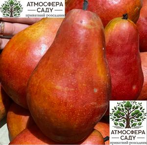 Груша Алессия сеянец