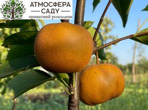Груша азійська Неджу 
