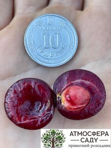 Вишня Балатон 