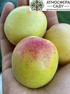 Априум Кот-Н-Канді (75% абрикоса+25%сливи) 