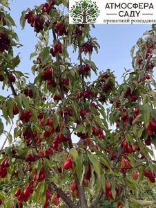 Кизил Владимирский 