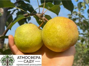 Груша азійська Turnbull 