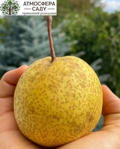 Груша азійська Олімпік 