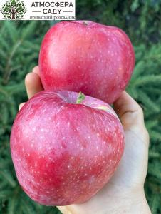 Яблоня колоновидная 15/9 