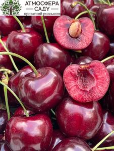 Черешня Эрлизе 