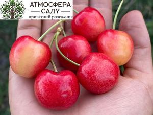 Черешня Приусадебная 