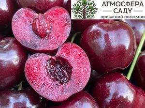 Черешня Скина 