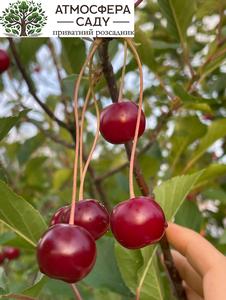 Вишня Жадана 