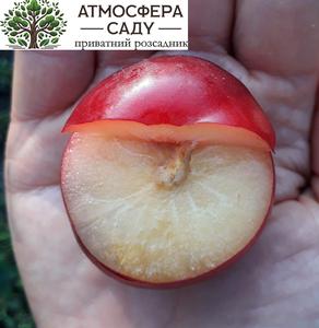 Гібрид Світ Тріт (слива+алича+черешня) 