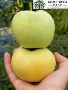 Яблоня колоновидная А-391 