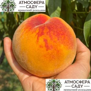 Перкоче Неріне — очень плотная, оранжевая мякоть 