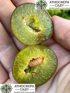 Слива Конквест 