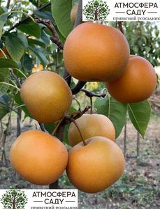 Груша азійська Чоюро 