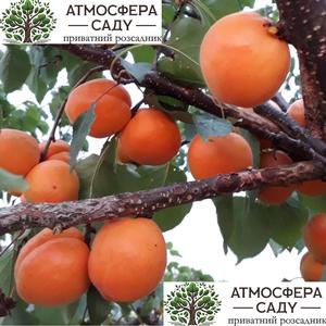 Абрикоса Киото 