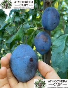 Слива Эмпресс 