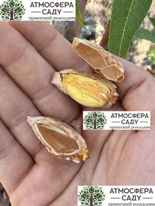 Миндаль Вайро 