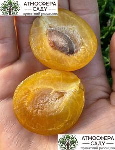 Гібрид Априміра (абрикосово-сливовий гібрид) 