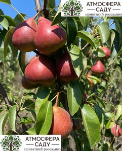 Груша Диколор 