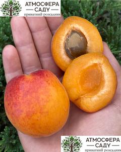 Абрикоса Кулгат 