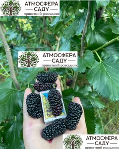 Шелковица чёрная Великан - до 5 см