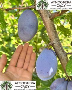 Слива Фиделиа 