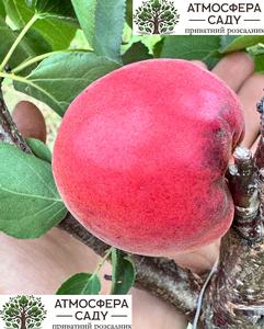 Абрикоса Анегат 