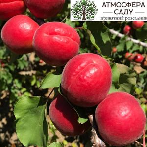 Абрикоса Болеро 