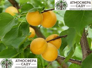 Абрикоса Нинфа 