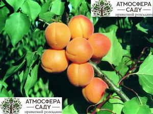 Абрикоса Курезия 