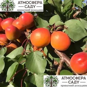 Абрикоса Космос 