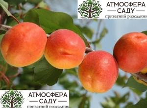 Абрикоса Примая 