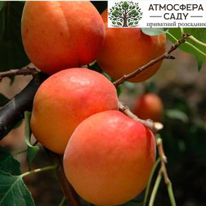 Абрикос Фарбели 