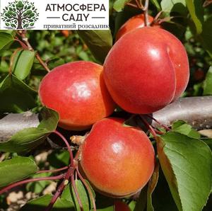 Абрикоса Колорадо 