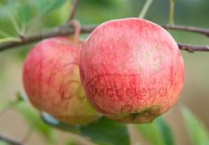 Яблоня Аріва - імунний сорт