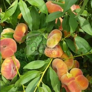Персик инжирный Бельмондо - жёлтомясый